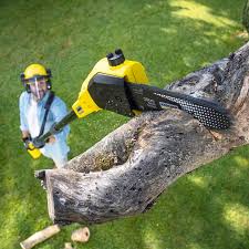 Lawn Renovation and Restoration in Quarryville, PA
