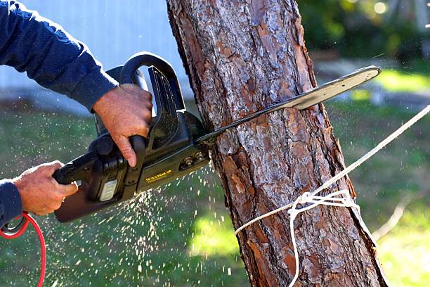 How Our Tree Care Process Works  in  Quarryville, PA