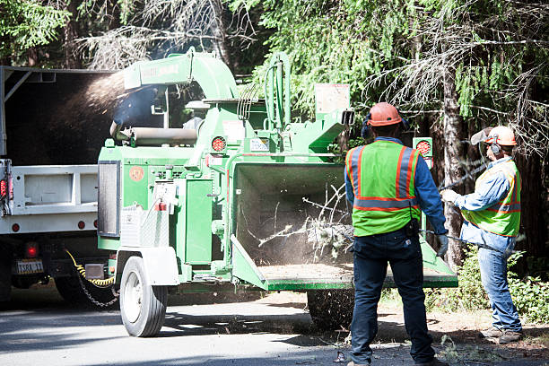 Best Arborist Consultation Services  in Quarryville, PA