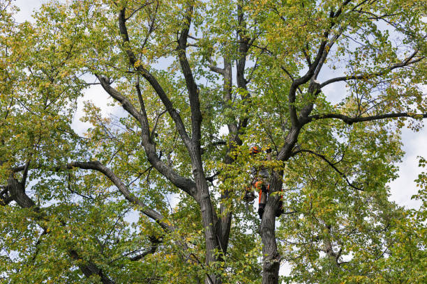 Best Tree Trimming and Pruning  in Quarryville, PA