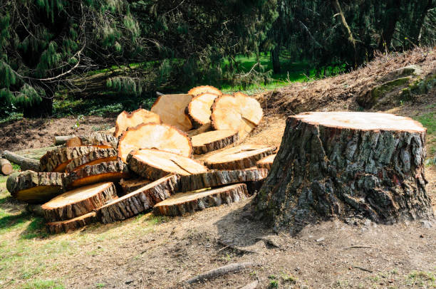 Best Tree Health Inspection  in Quarryville, PA